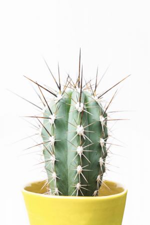 Spikey Cactus