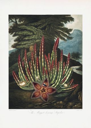The Maggot–Bearing Stapelia from The Temple of Flora (1807)