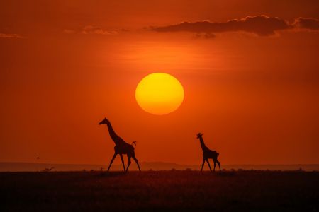 Giraffes in the sunset