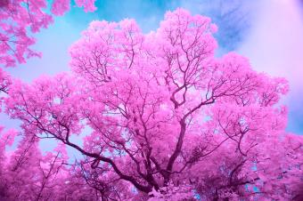 An Easy Guide to Infrared Photography!