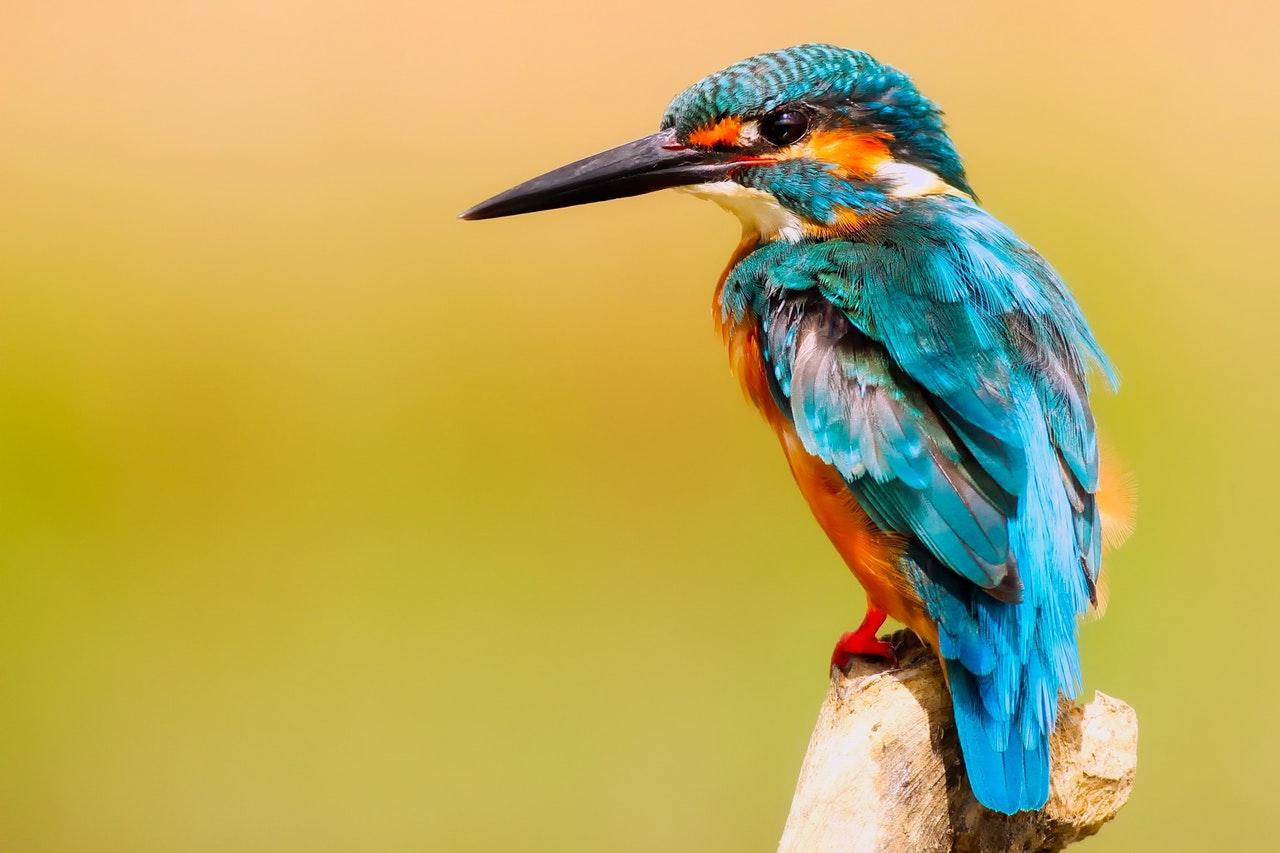 Bird photography: the majestic beauty of UK birds