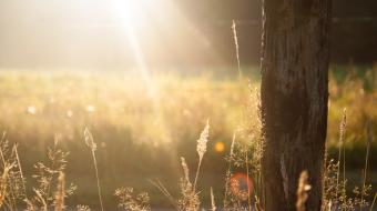 Make photography plans for National Picnic Week