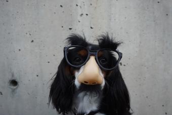 Weird and wacky internet photo trends