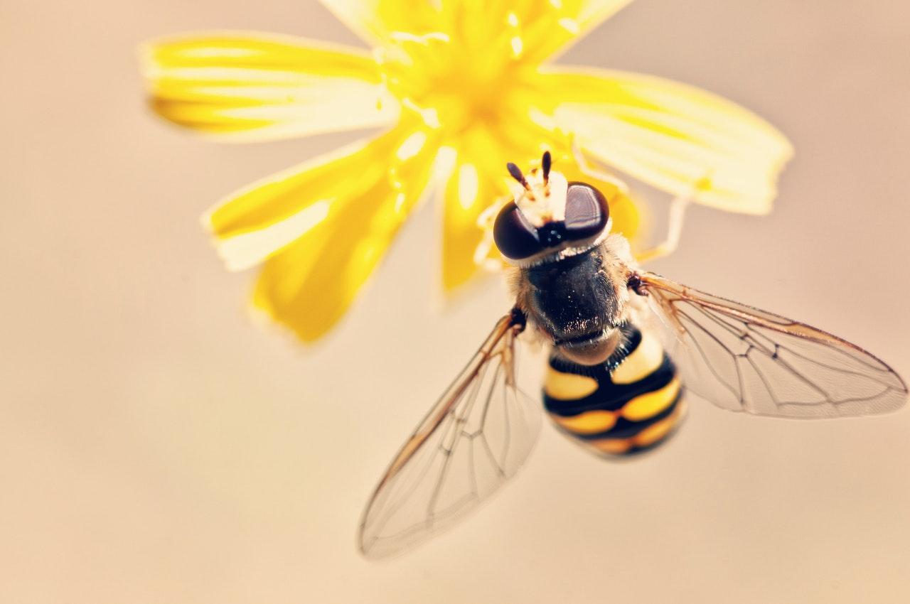The photography buzz around bees