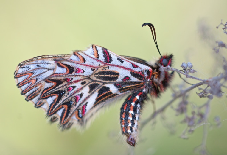 An Introduction To Insect Macro Photography