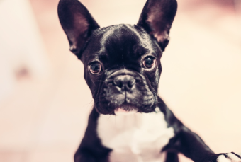 Create a canvas with man's best friend