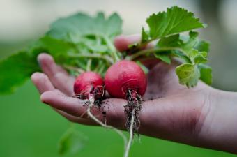 Allotment photography: The beauty of self-sufficiency