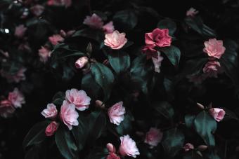 More flower photography tips
