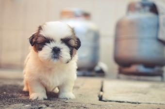 4 growing tips for pet Instagram accounts