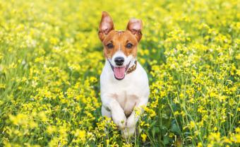 Capturing Man’s Best Friend’s Best Side