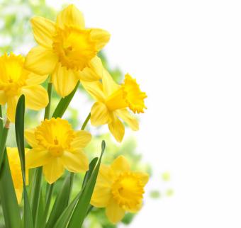 Photographing Flowers - An Introduction