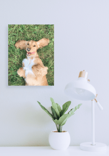 Poster Prints