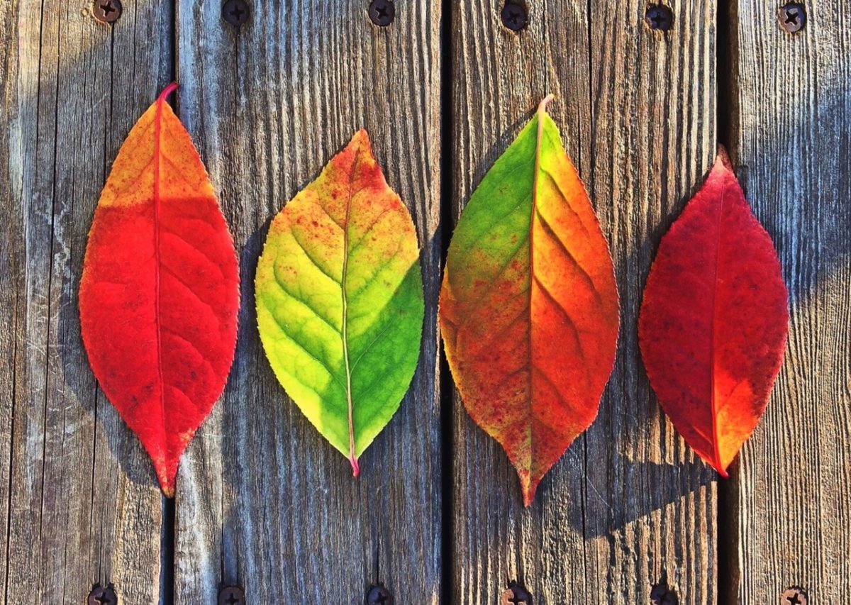Autumn leaf print step-by-step