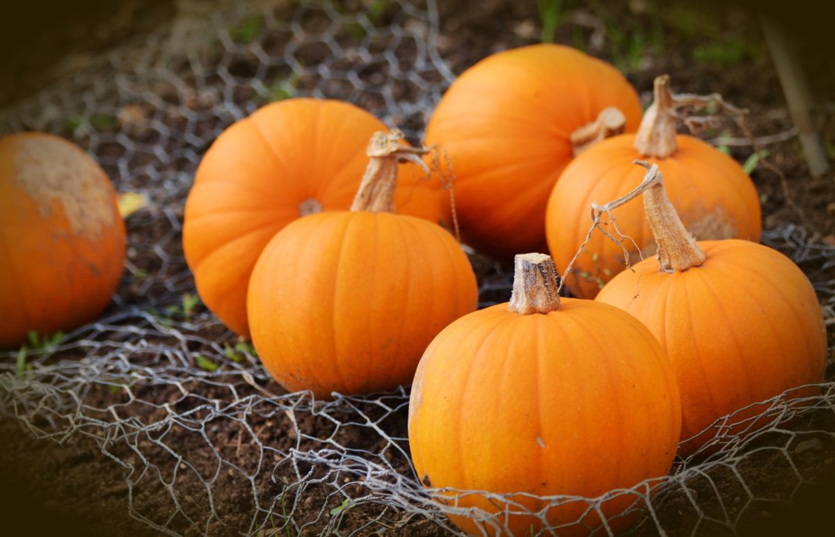 Put Pumpkin Photography On Your Autumn Schedule