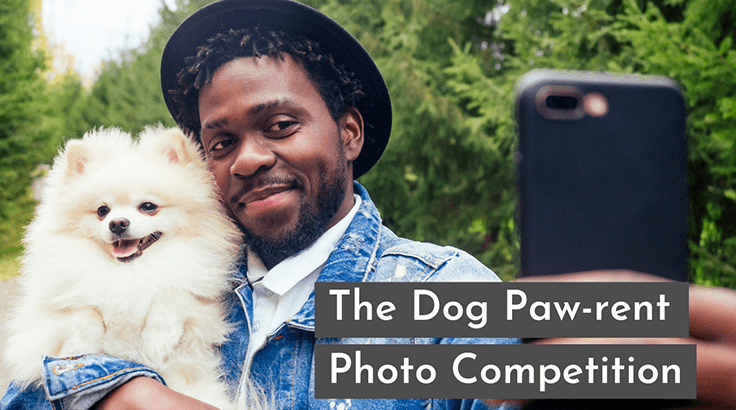 Dog photography competition